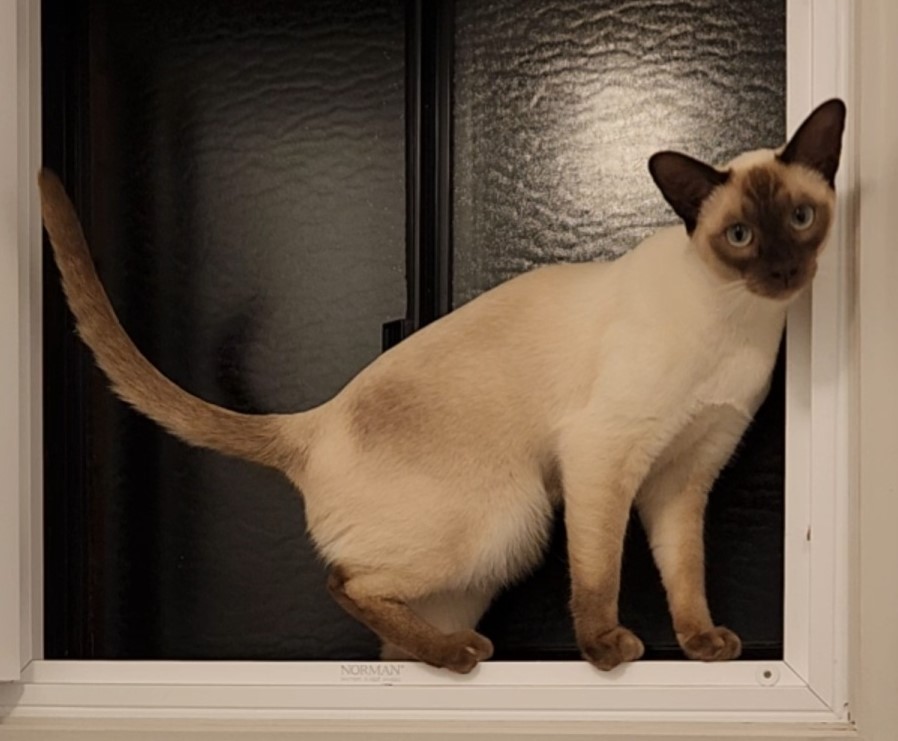 pet-image