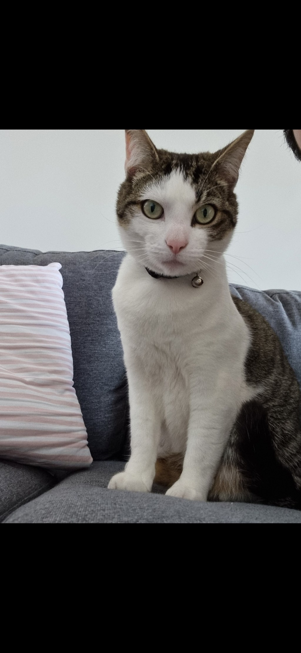pet-image
