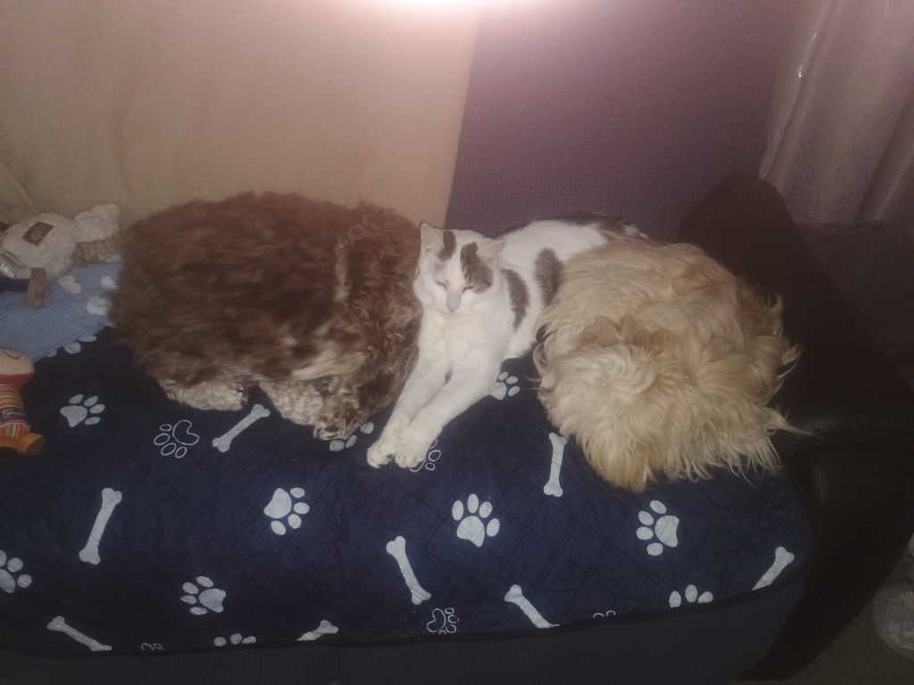 pet-image