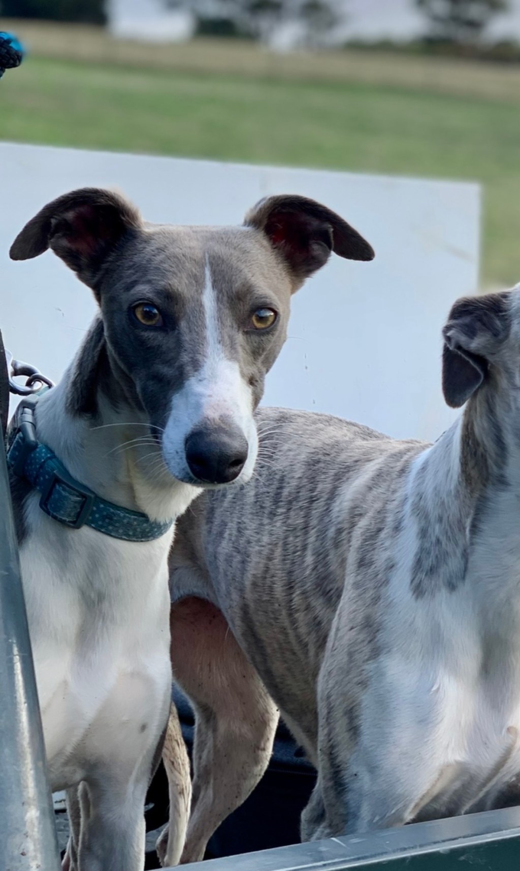 pet-image